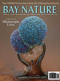 Cover of BayNature Winter 2023 issue