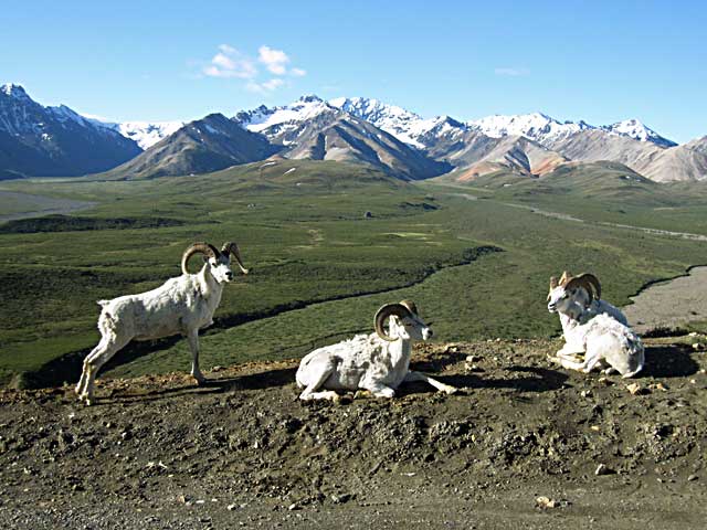 Male Dall sheep in the Polychrome Pass area of Denali National Park