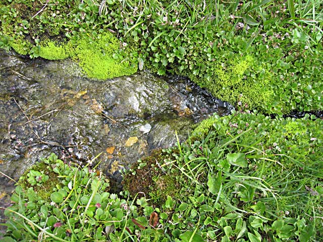 Mosses and riparian plants in tundra stream near Grassy Pass in Denali National Park