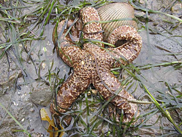 Starfish on the beach in Freshwater Bay, Southeast Alaska