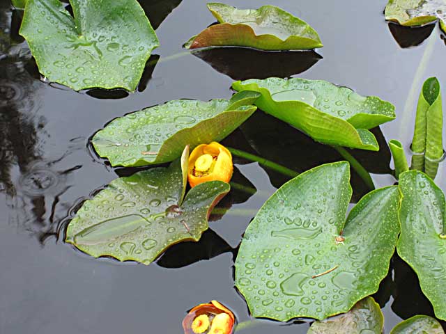 Waterlilies in pond in muskeg on Pond Island in Southeast Alaska