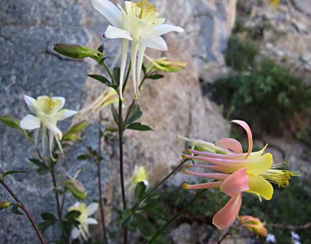 Columbines