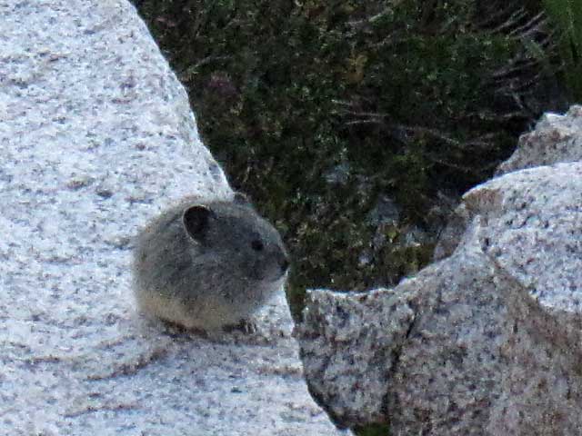 Pika