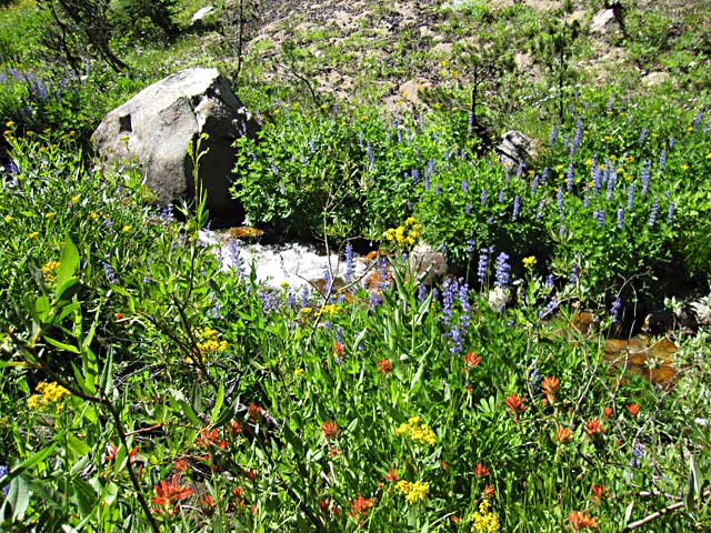 Summer wildflowers