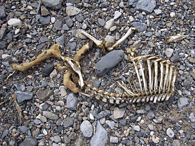 Baby Bighorn Sheep Skeleton