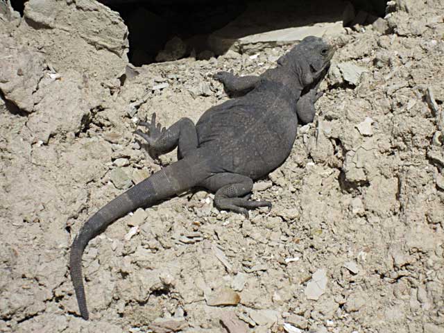 Chuckwalla