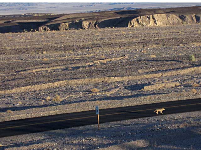 Coyote on road in Death Valley