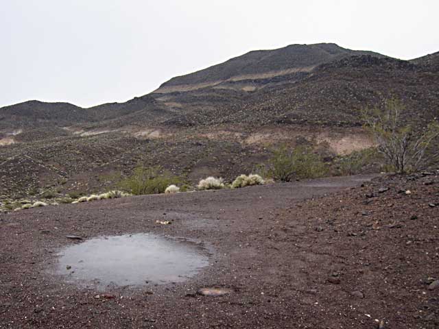 Puddle in Death Valley