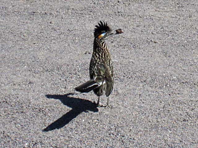 Roadrunner