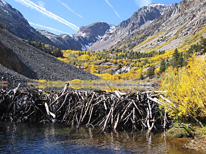 Beaver Dam and fall colors in Lundy Canyon