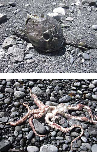 Dead Sea Creatures