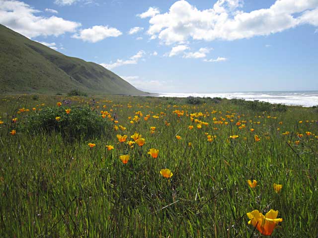 Fields of Poppies on Spanish Flat, Lost Coast Trail