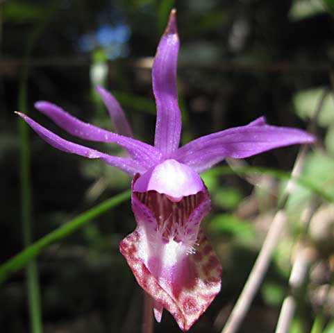 Native Calypso Orchid