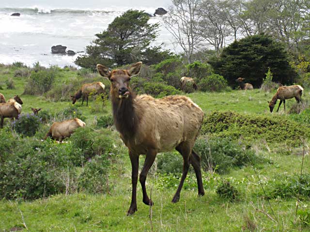 Roosevelt Elk