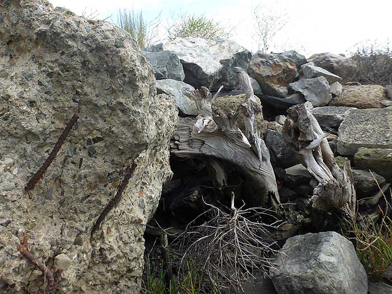 Contrasts between natural and human-made at Cooley Landing