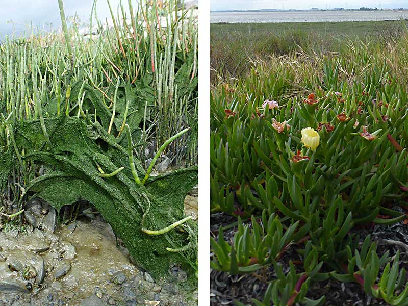 Native pickleweed and non-native ice plant at Cooley Landing