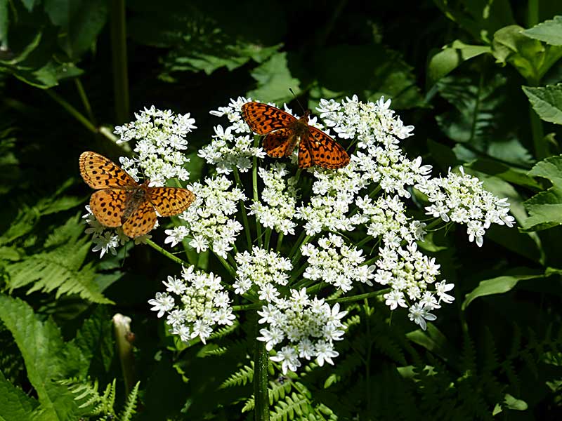 Butterflies and Wildflowers in Trinity Alps