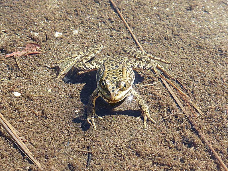 Frog in Trinity Alps