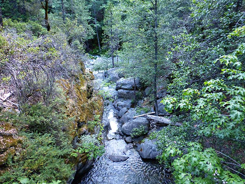 Lush forest in Trinity Alps