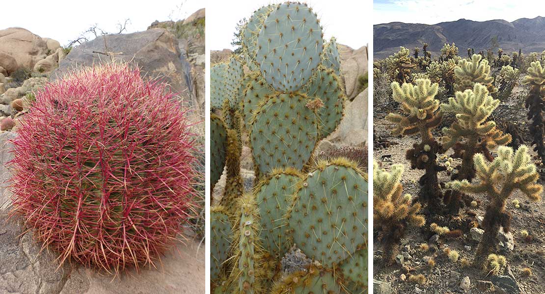 Cactus in Joshua Tree