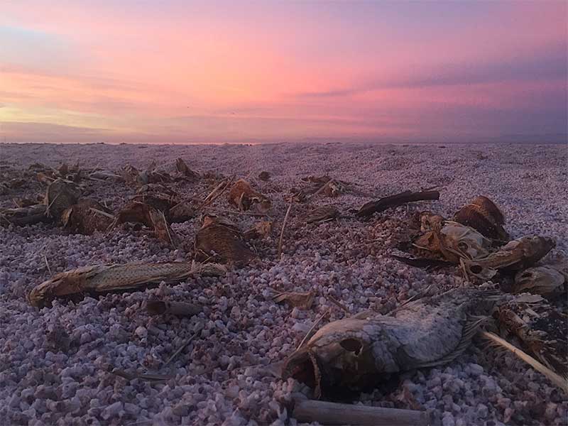 Dead fish at dawn at the Salton Sea