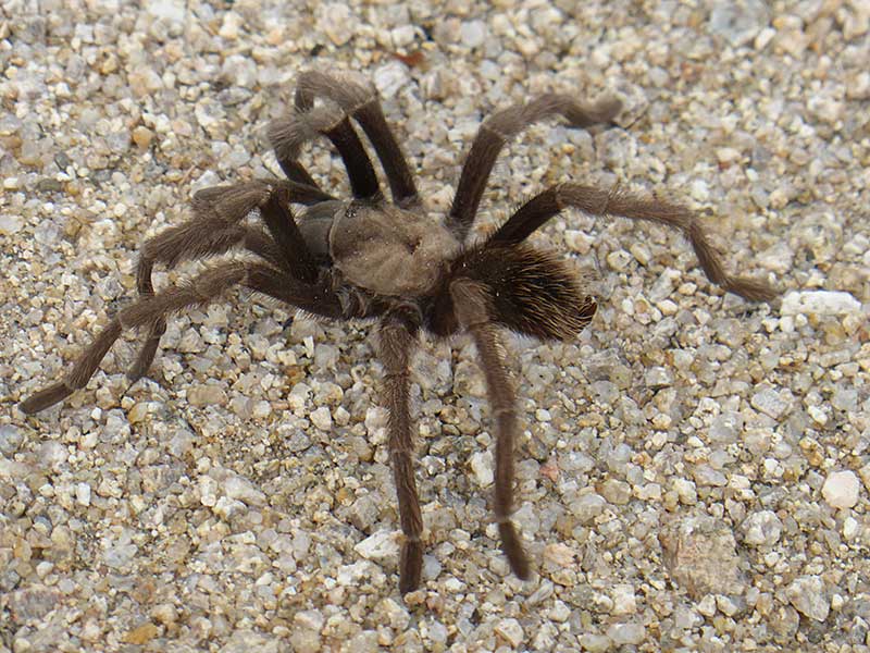 Male Tarantula