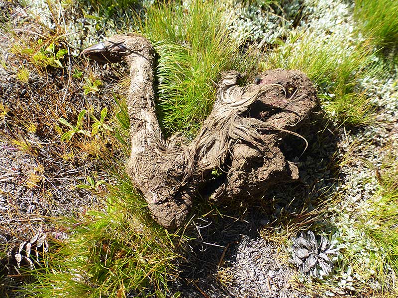 Dead Bird