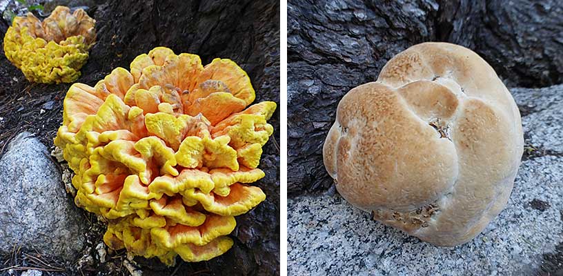 Amazing Fungi