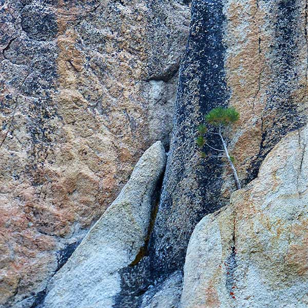 Tenacious Tree