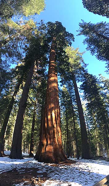 Giant Sequoia in Tuolumne Grove