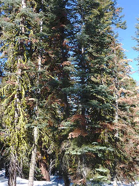 Drought Stressed Trees