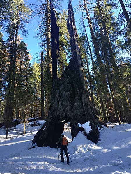 Tunnel Tree in Tuolumne Grove