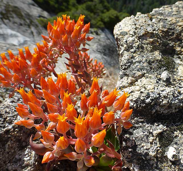 Succulent in Bloom