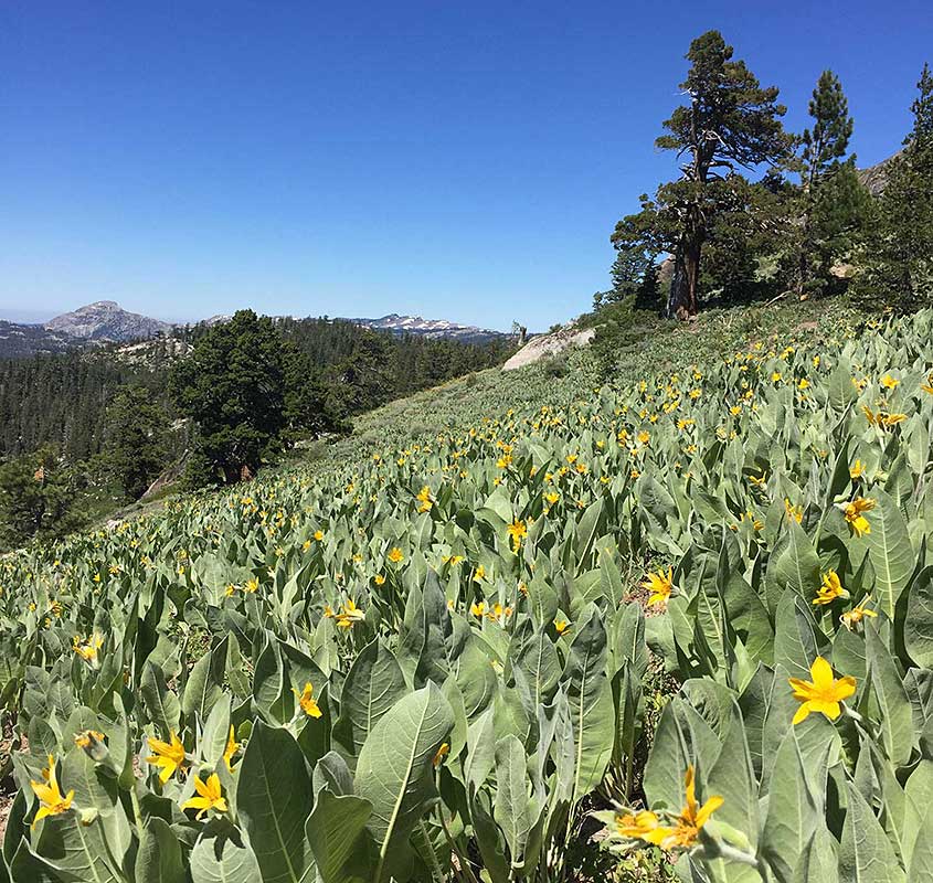 Meadows and Mountains