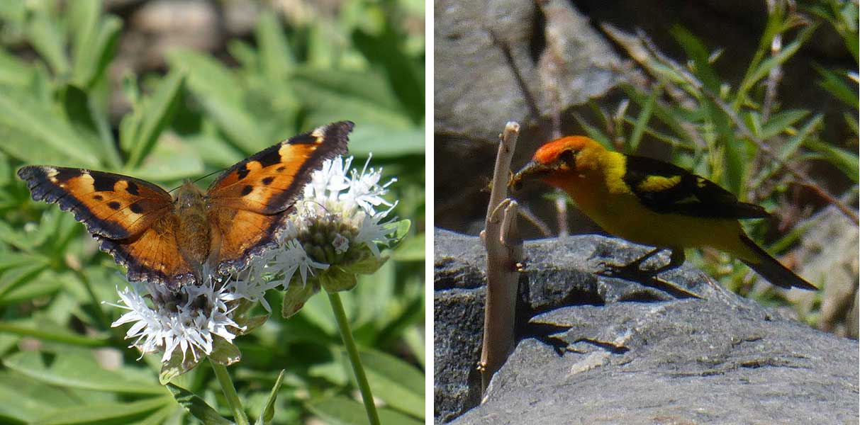 Butterfly and Western Tanager