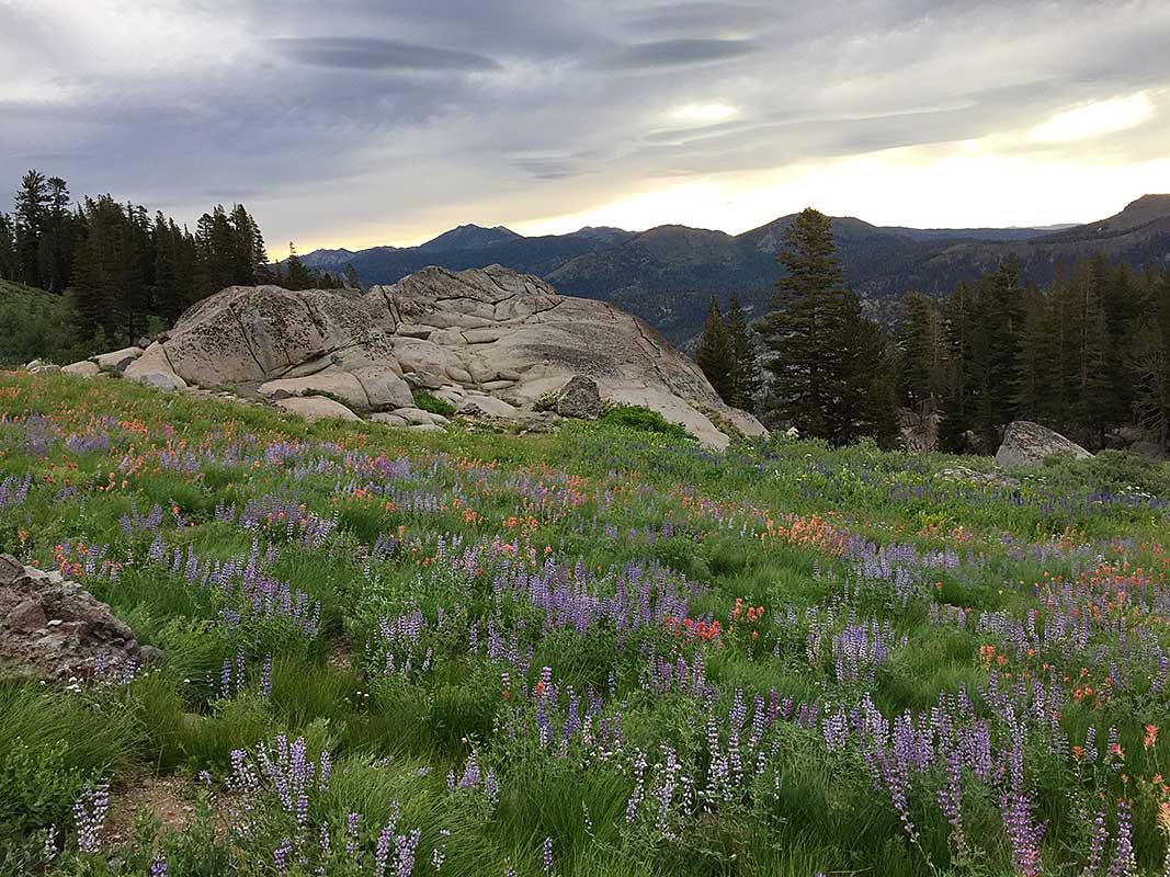 Lenticular Clouds and Wildflowers