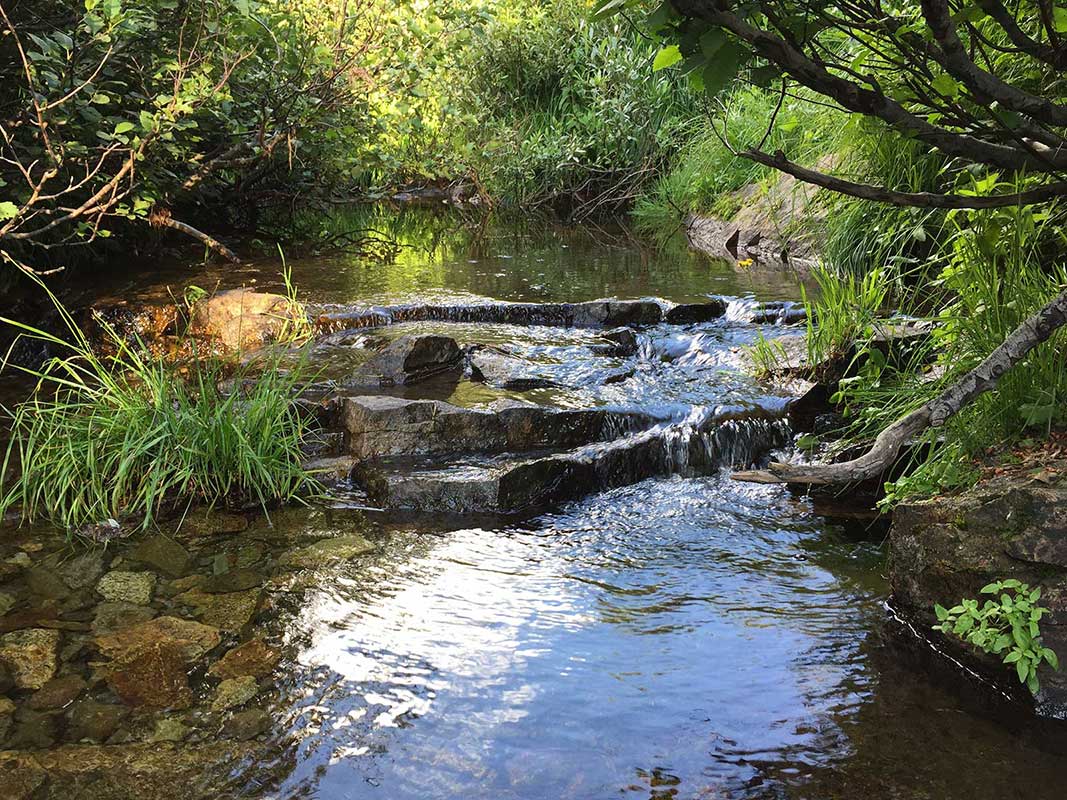 Campsite on Five Lakes Creek