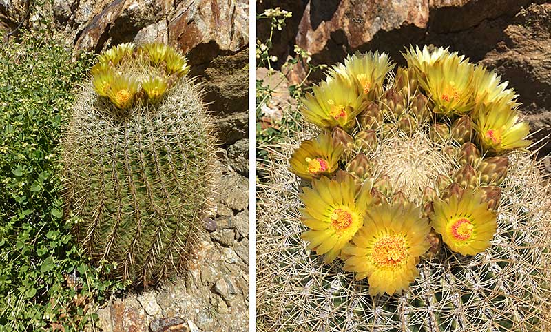 Perfect Wreath of Flowers on Barrel Cactus