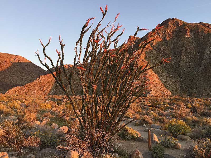 Ocotillo in bloom at Sunrise