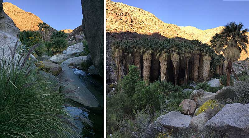 Borrego Palm Oasis
