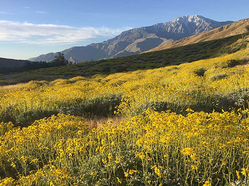 Morning light near Whitewater Preserve