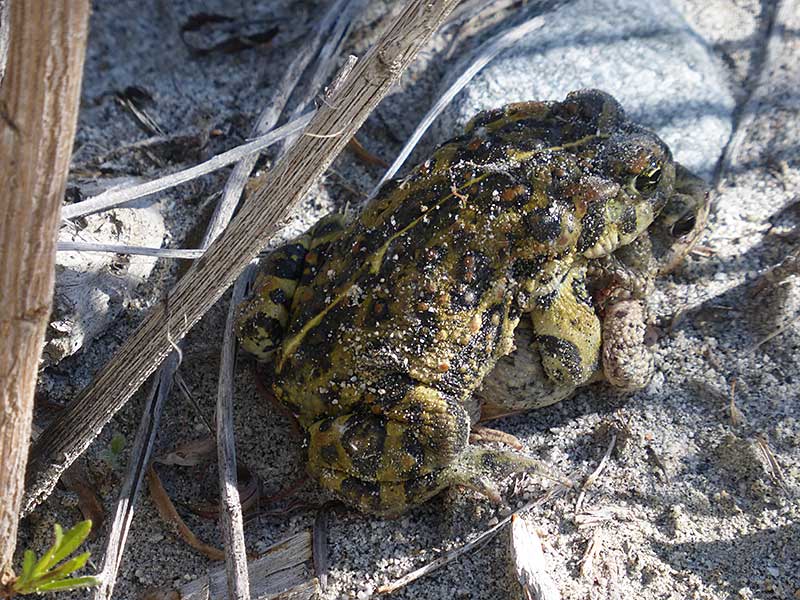 Frogs mating in Whitewater Preserve