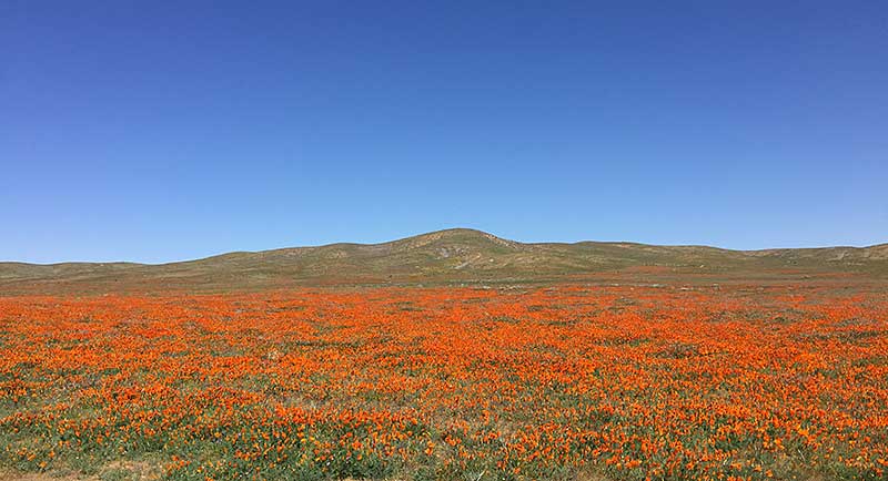 Poppies in bloom at Antelope Valley Poppy Preserve