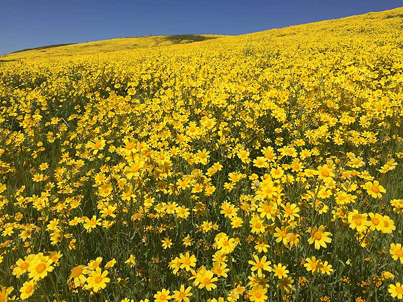 Goldfields in bloom at Carrizo Plain