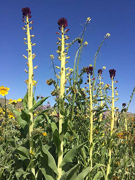 Desert Candles in Carrizo Plain