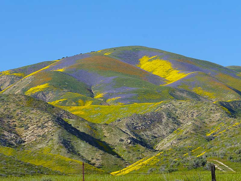 Purple, orange and yellow wildflower display in Carrizo Plain