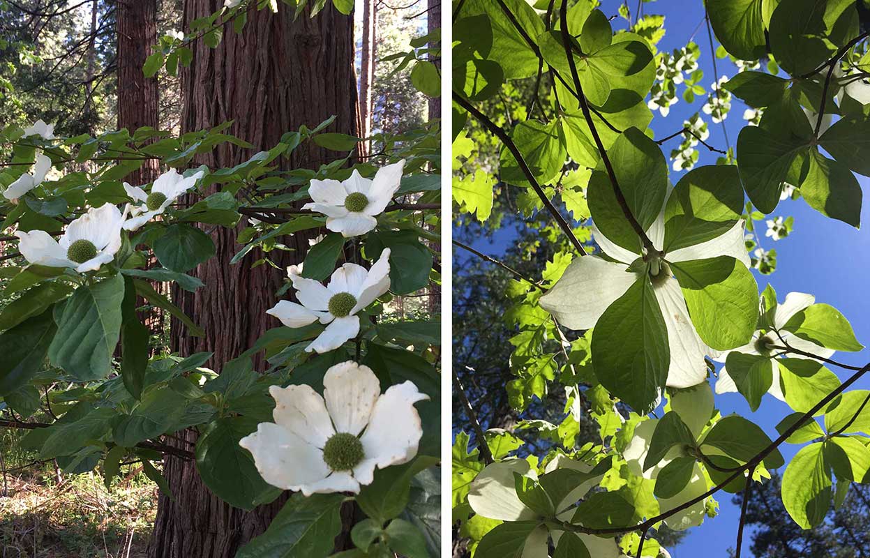 Dogwoods in Bloom