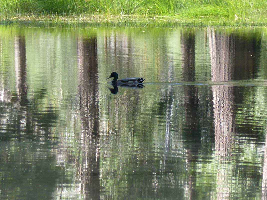 Duck Swimming in Flooded Meadow