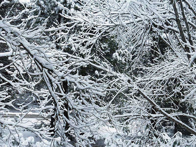 Morning Snow on Branches