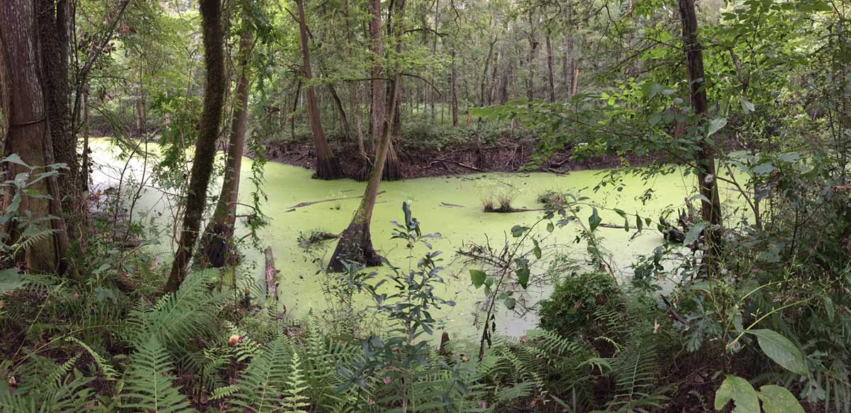 The Alligator Trail